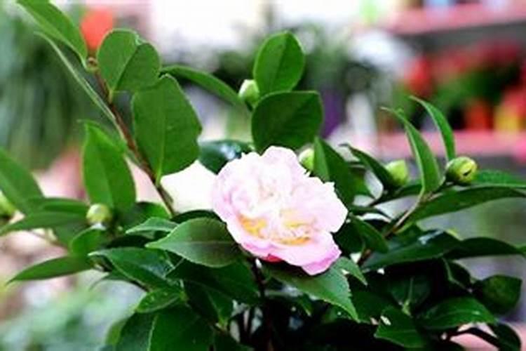 茶花树如何施肥