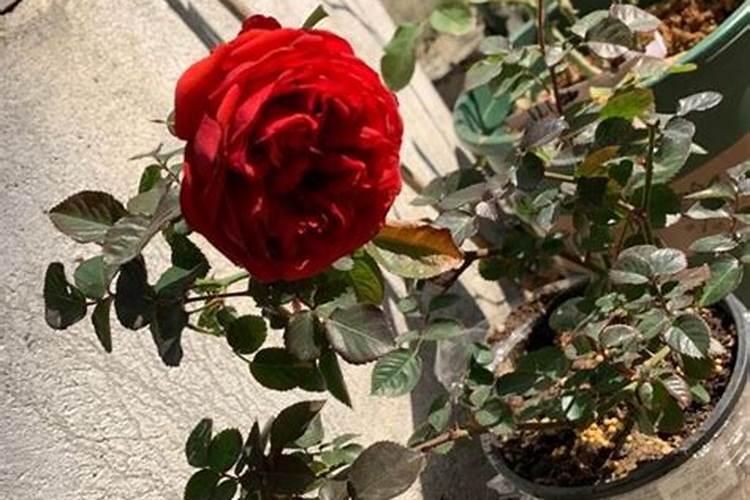 月季花施什么肥料最好