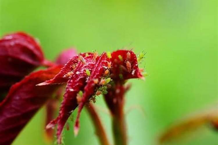 连续阴雨天月季怎么养