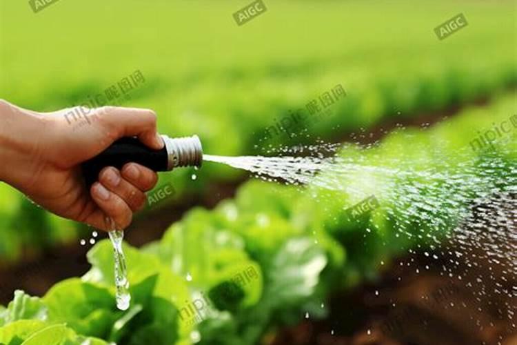 月季花浇水可以喷在叶子上吗