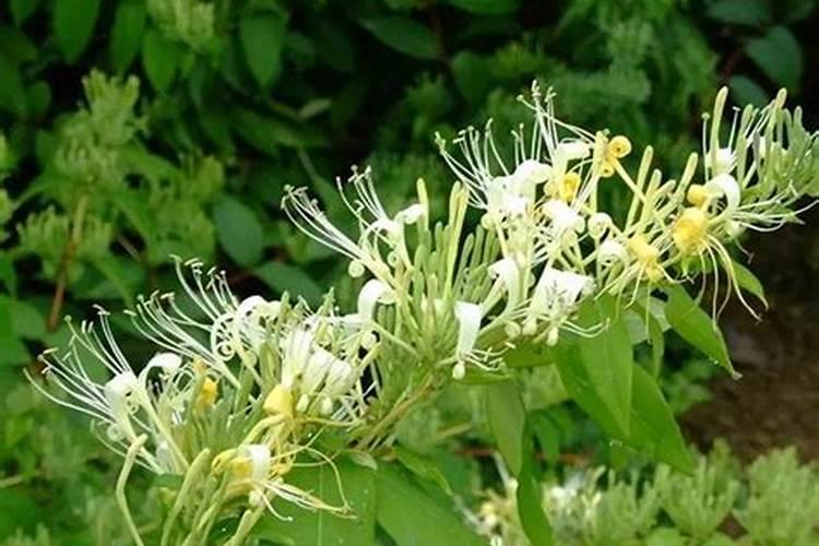 扦插金银花萌芽了可以喷叶面肥吗？