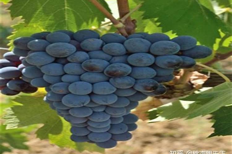 麦麸的功效与作用吃法 麦麸的好处与食用方法