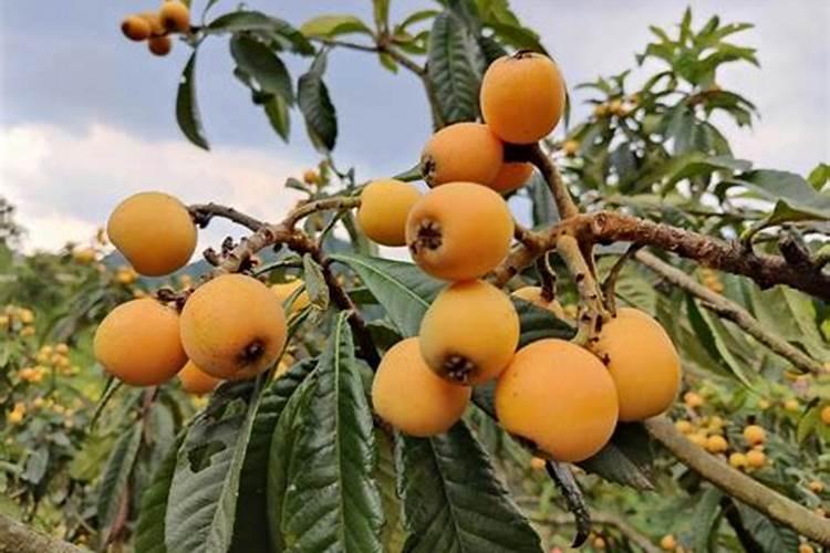 大樱桃叶面肥花前打好还是花后打好？原因是什么？