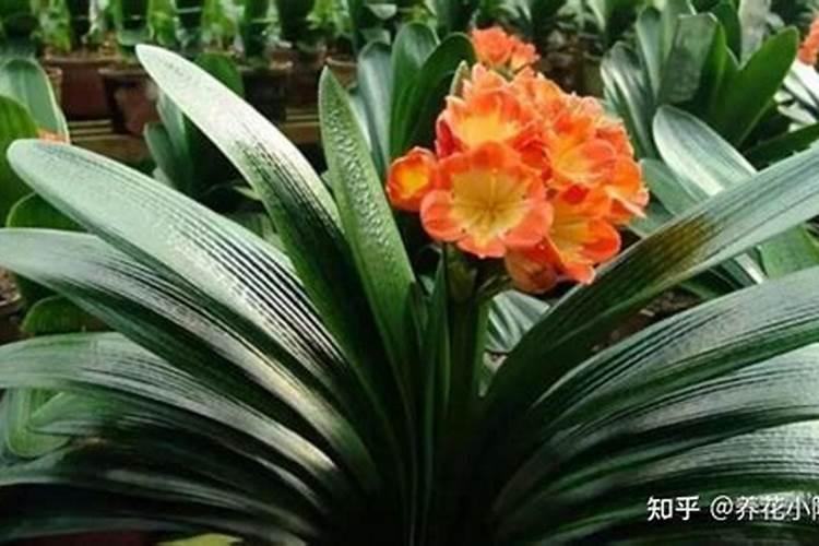 君子兰开花时能施肥吗