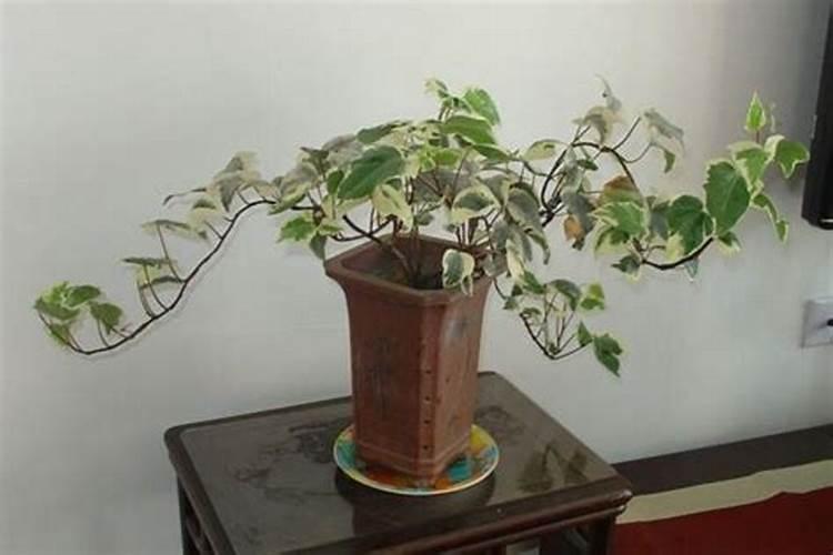 常春藤浇什么肥最好