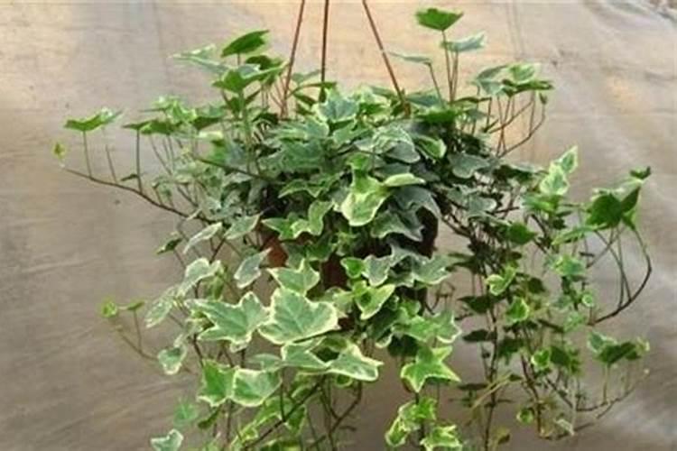 常春藤喜欢什么肥料