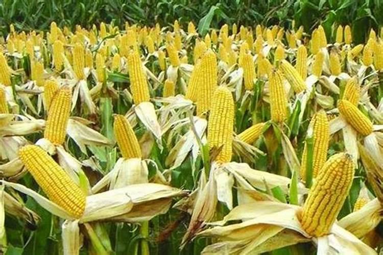 玉米适合什么肥料