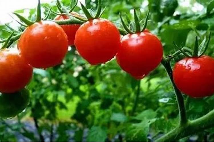 冲什么肥能让西红柿叶片油亮