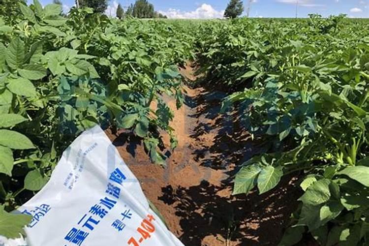 枯树叶怎样发酵成肥料？