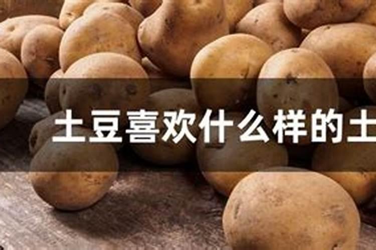 怎样种植才能让马铃薯高产