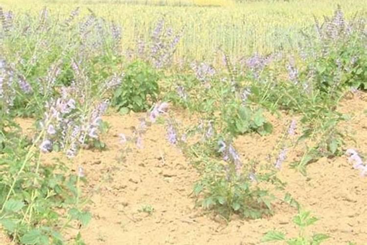 丹参底肥放什么肥好(底肥施用方法)