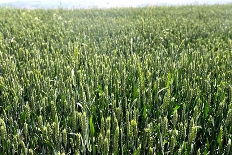 小麦分蘖期喷什么叶面肥