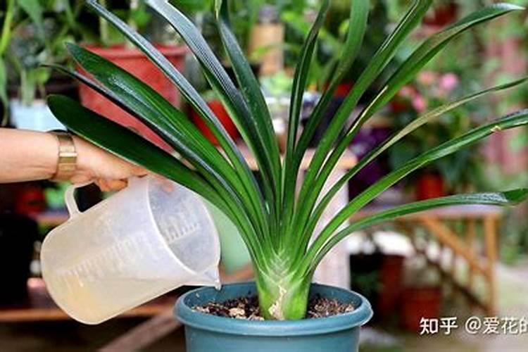 君子兰抽箭时如何浇水不容易夹箭