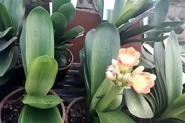 鱼肠煮熟可以作为肥料直接埋花卉土里吗？你怎么看？