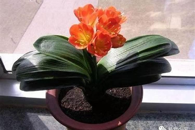 君子兰抽箭时如何浇水不容易夹箭