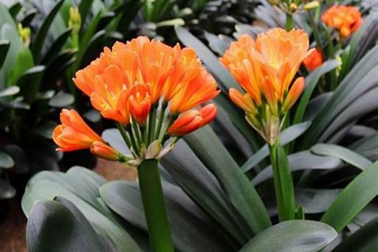 君子兰刚抽箭的时候怎样养护