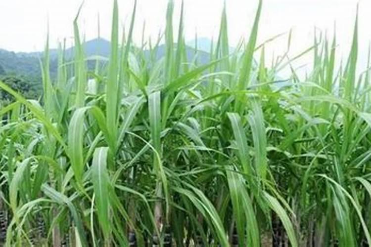 甘蔗用什么肥长得快又甜