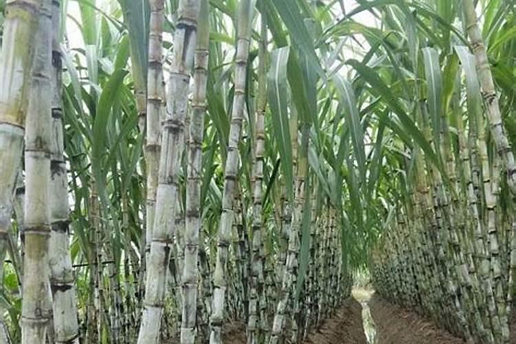甘蔗是忌氯作物吗