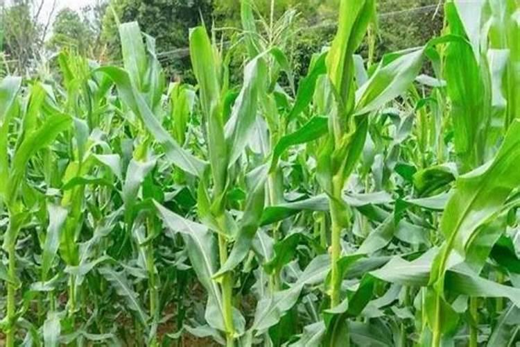 硫酸钾复合肥有什么用 硫酸钾复合肥适用作物