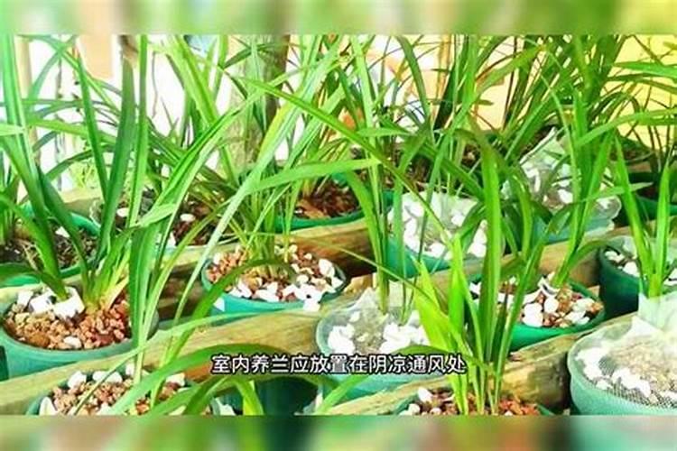 白兰花可以用复合肥吗