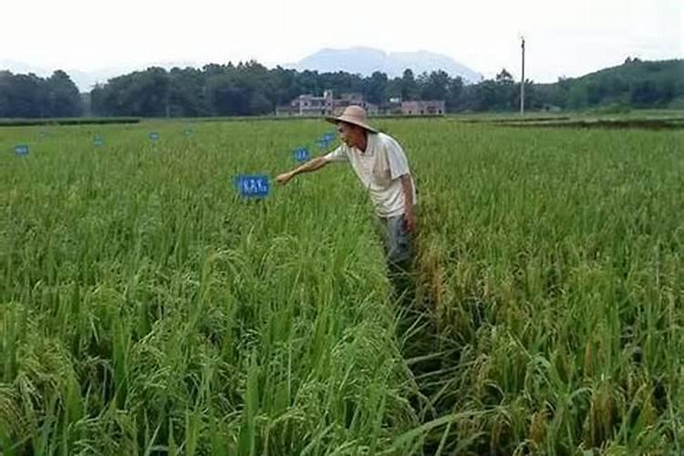 叶面肥什么时候用效果更显著、