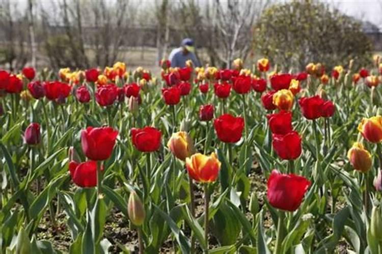 种郁金香盆底放什么肥料花卉百科