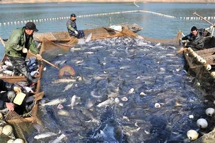 鱼塘鸡粪肥水一亩用多少,施肥有什么好处