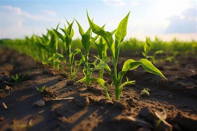 种油葵用什么肥料好