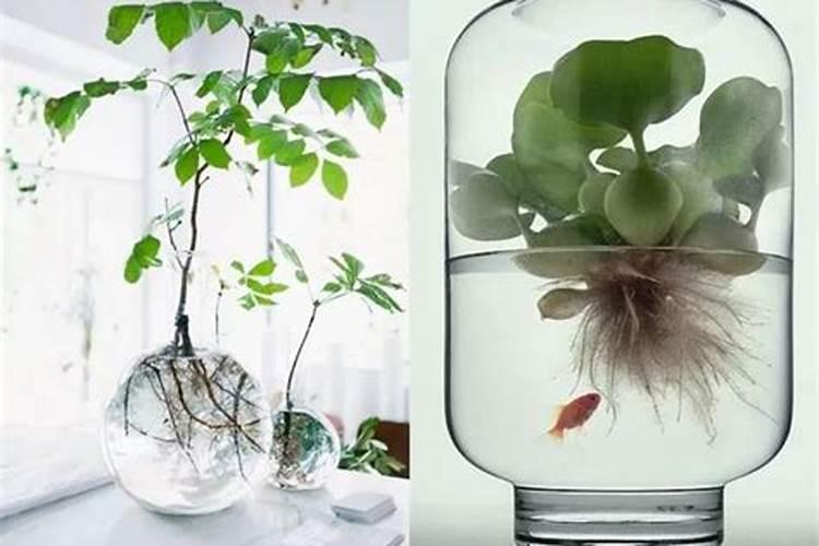 水培富贵竹叶尖发黄,补充磷肥勤换水