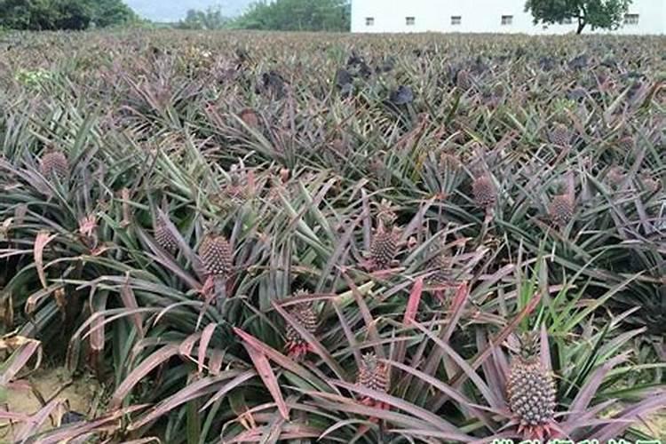 菠萝催花时间和方法