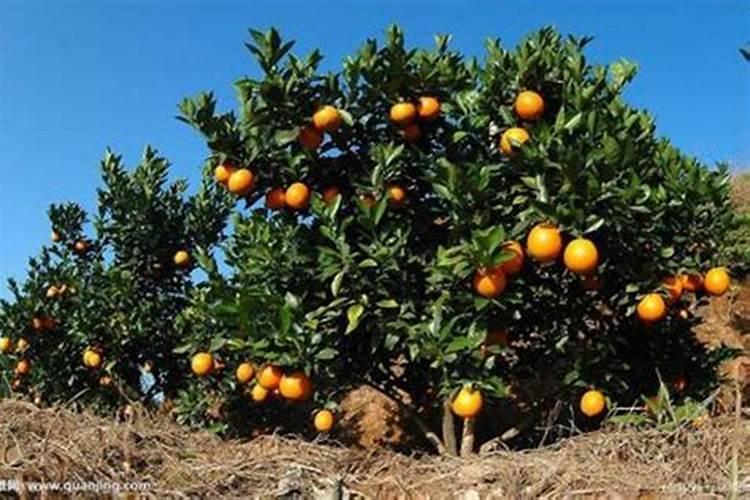 小果树施什么肥料最好