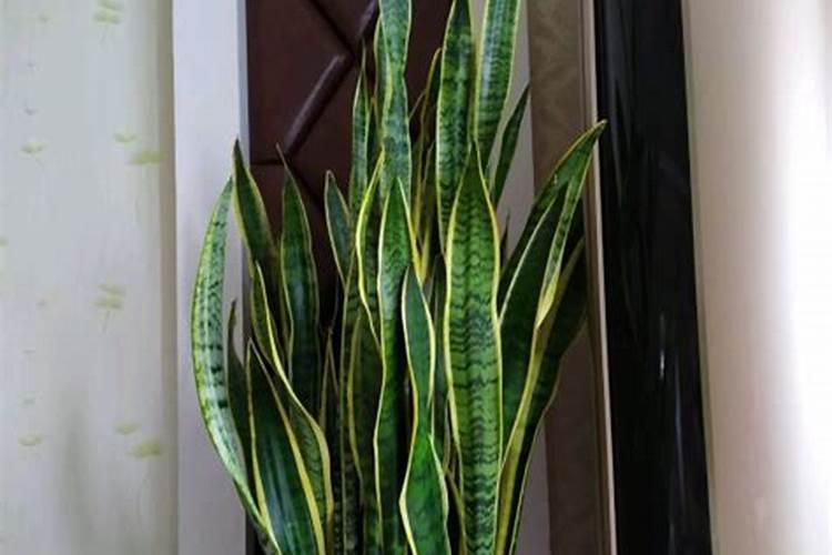 芸苔素内酯可以跟绿 颖矿物油混用吗