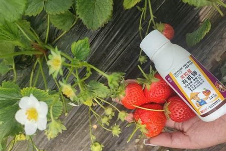 花叶喷什么又绿又亮