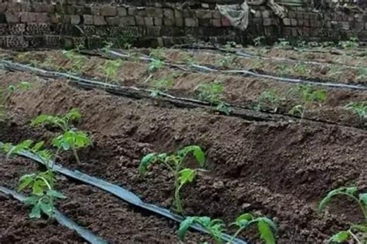 冬季大棚西红柿种植20天可以打叶面肥吗