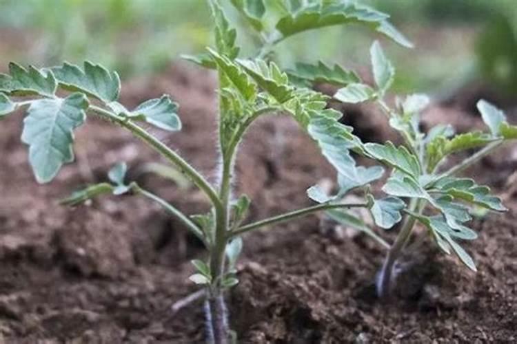 氯氰菊酯对兰花有害吗？