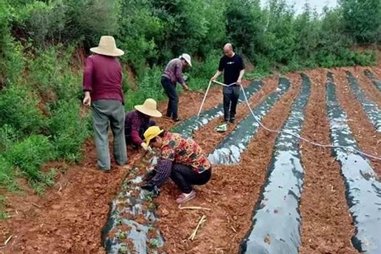 颗粒肥料怎么给花施肥