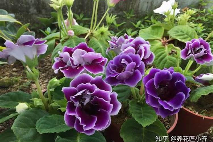 钾肥放多了会怎么样