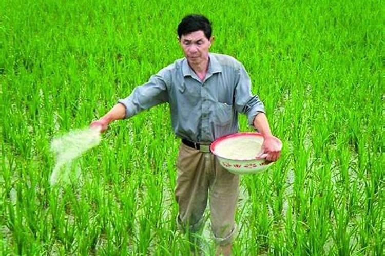 磷酸二氢钾控旺在烟草上用量