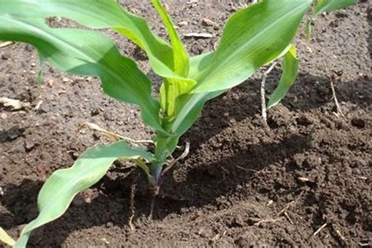 玉米肥害症状