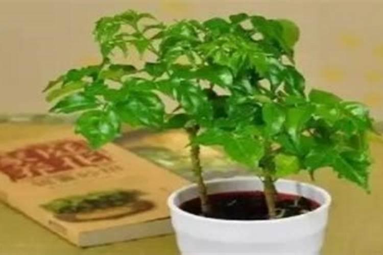 幸福树换盆后如何施肥,勤施淡肥/氮肥和钾肥最好