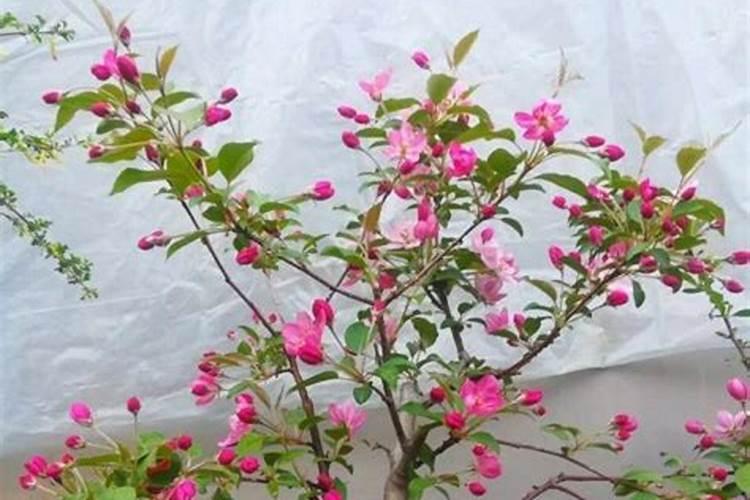 海棠施肥最佳时间,施肥多了怎么办