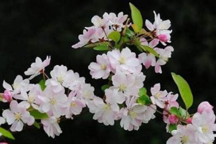 彭州种植土豆的地方是什么乡镇较多