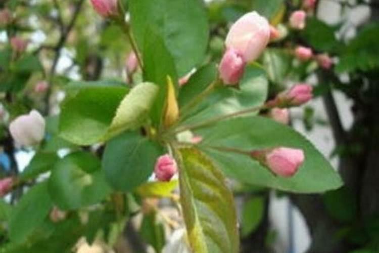 水溶肥生产原料有哪些