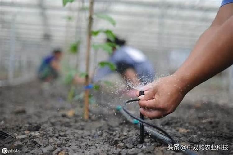 排名前十的水溶肥品牌
