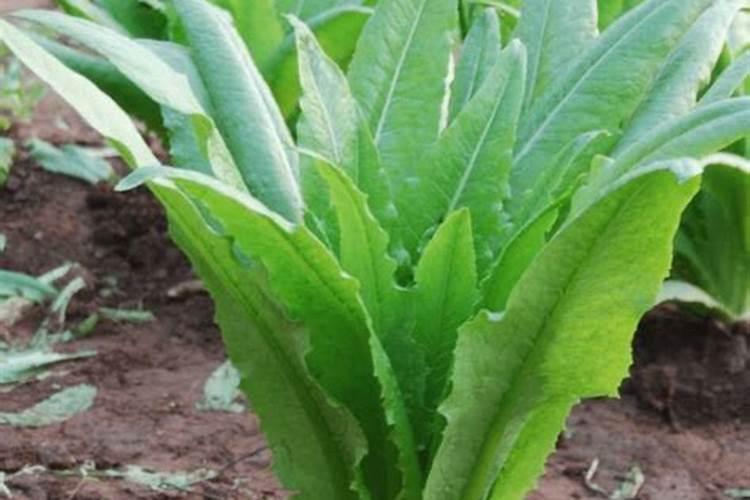 种大棚油麦菜的成本