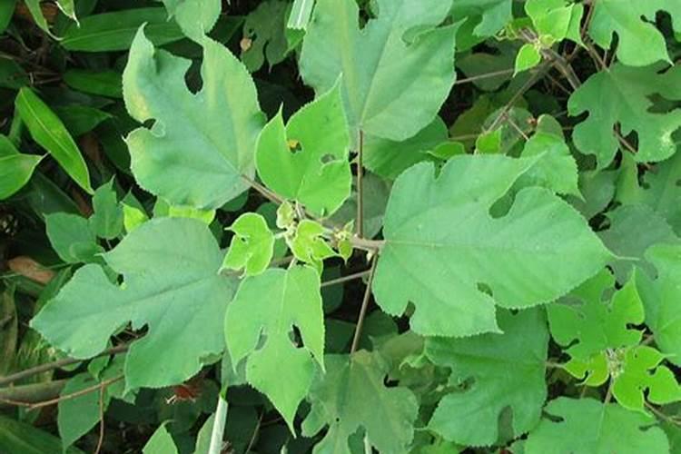 绿化养护日志范文