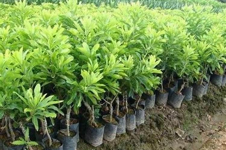 史丹利果树专用肥料多少钱一袋