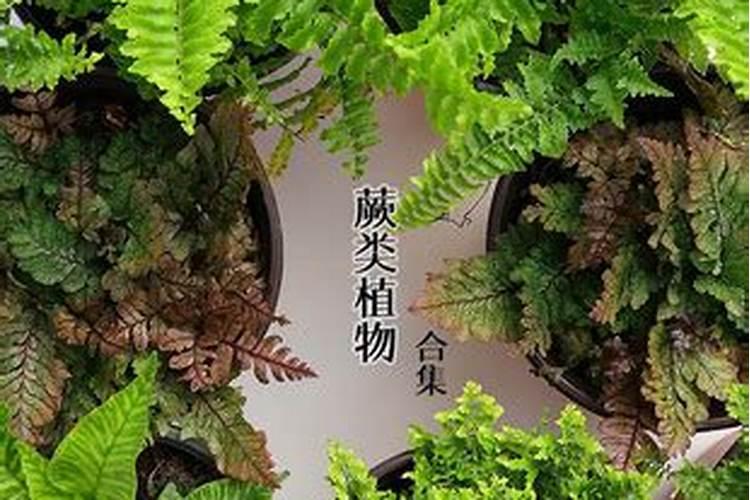 蔬菜叶面肥配方