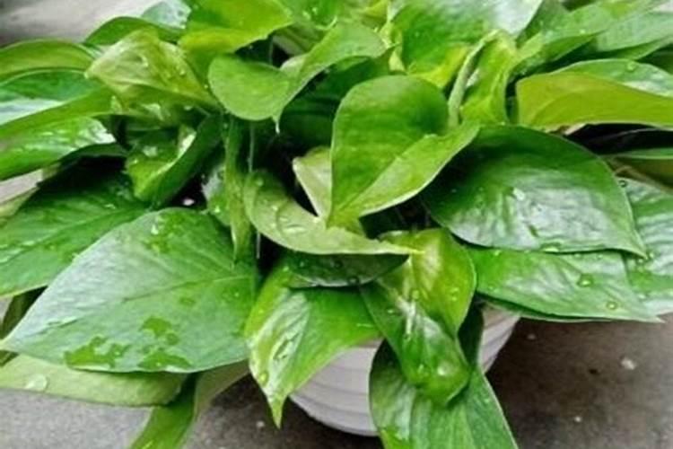 香蕉科学施肥方法,什么时候适合施肥