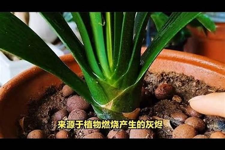 君子兰花需要上啥肥